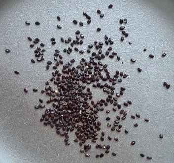 Echinocactus grusonii seeds