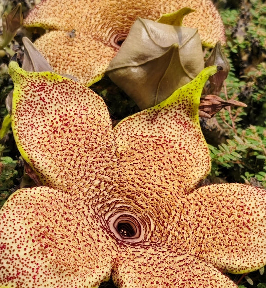 Edithcolea grandis seeds