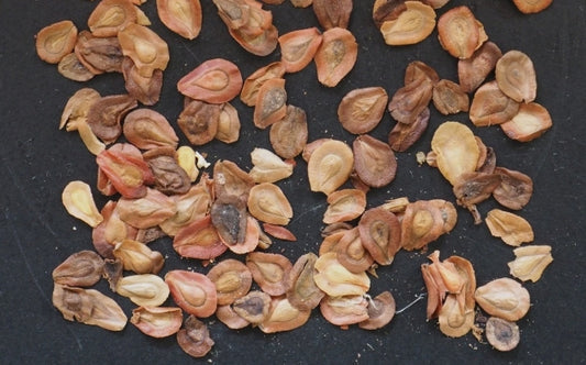 Edithcolea grandis ’Latte’ seeds