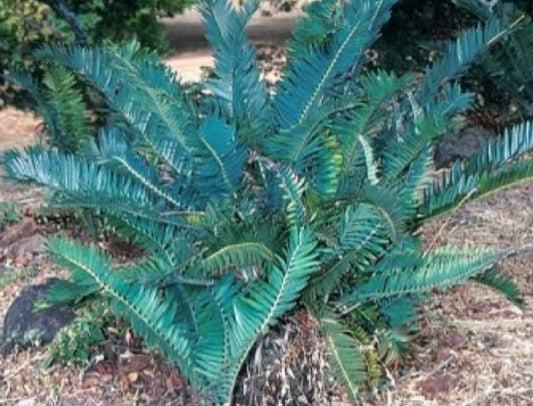 Encephalartos blue munchii seeds