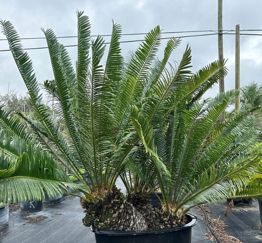 Encephalartos manikensis seeds