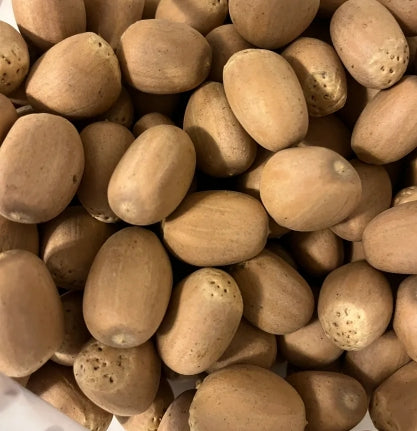 Encephalartos nubimontanus seeds