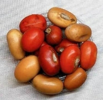 Erythrina flabelliformis seeds