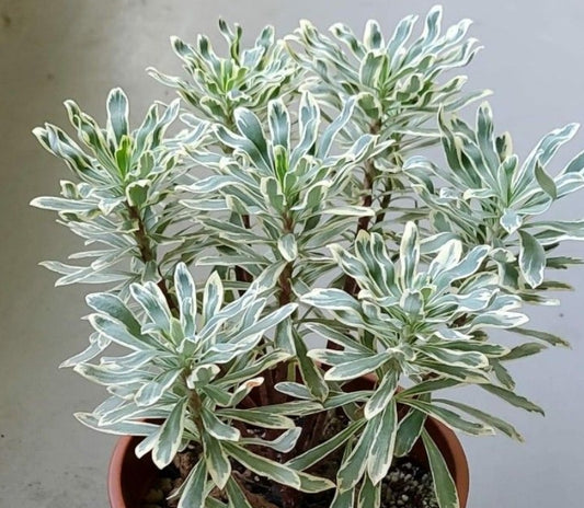 Euphorbia Characias Albo White Variegated seeds