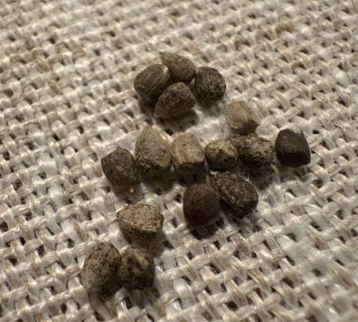 Euphorbia decepta seeds