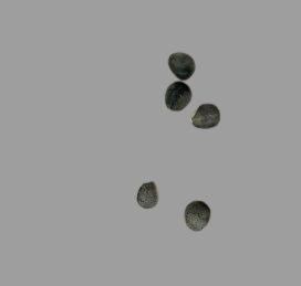 Euphorbia Gilauminiana seeds