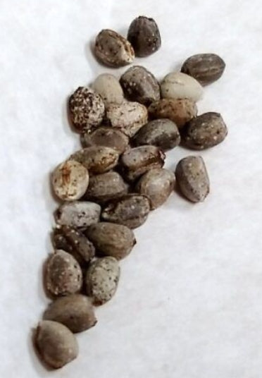 Euphorbia caput-medusae seeds