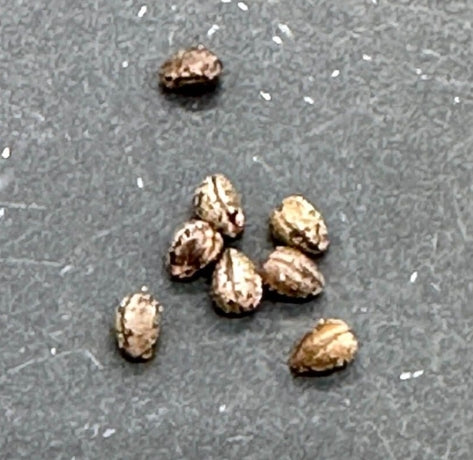 Euphorbia clandestina seeds