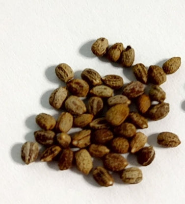 Euphorbia didieroides seeds