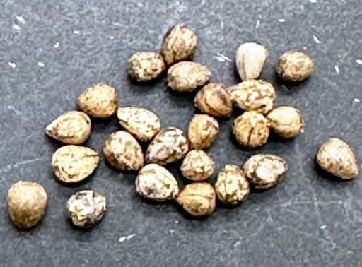 Euphorbia ferox seeds