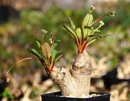 Euphorbia fishbone seeds