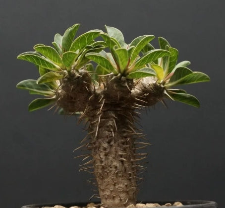 Euphorbia guillauminiana seeds