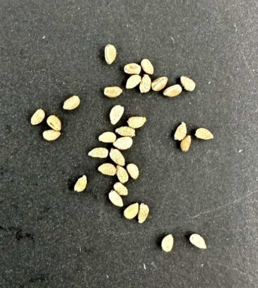 Euphorbia gymnocalycioides seeds