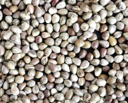 Euphorbia horrida v norveldensis seeds