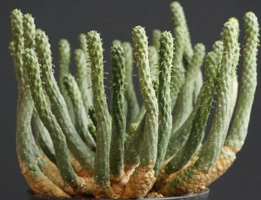 Euphorbia inermis seeds