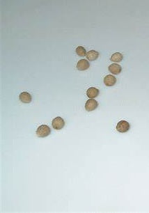 Euphorbia pouliana seeds