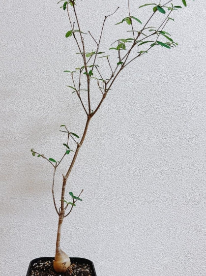 Euphorbia mahabobokenis seeds