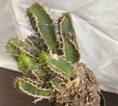 Euphorbia mlanjeana seeds