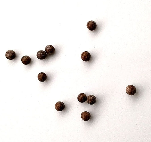 Euphorbia mlanjeana seeds