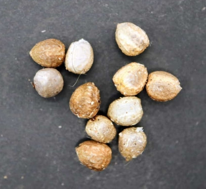 Euphorbia monteiroi seeds