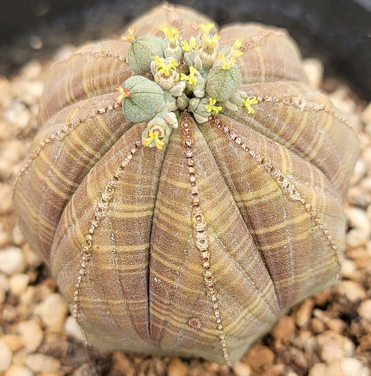 Euphorbia obesa seeds