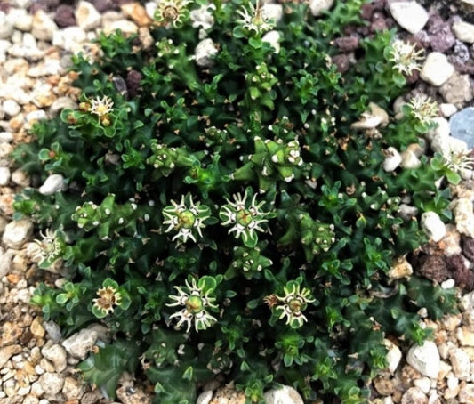 Euphorbia planiceps seeds