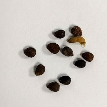 Euphorbia pugniformis seeds