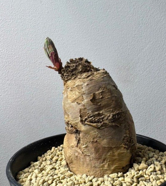 Euphorbia rapulum seeds