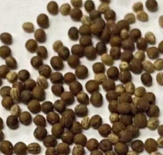 Euphorbia fusiformis seeds