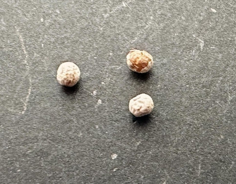 Euphorbia similiramea seeds