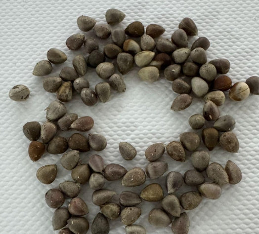 Euphorbia waringiae seeds