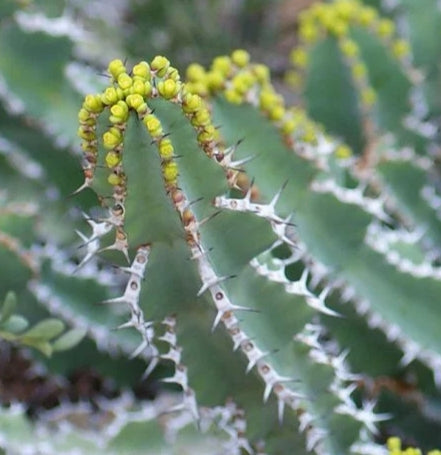 Euphorbia venenata seeds