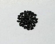 Ferocactus alamosanus seeds