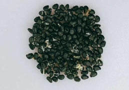 Ferocactus pennicillatus seeds