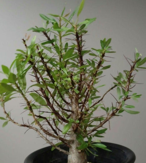 Fouquieria purpusii seeds