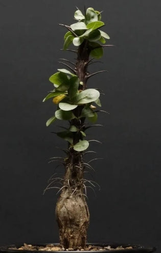 Fouquieria splendens seeds