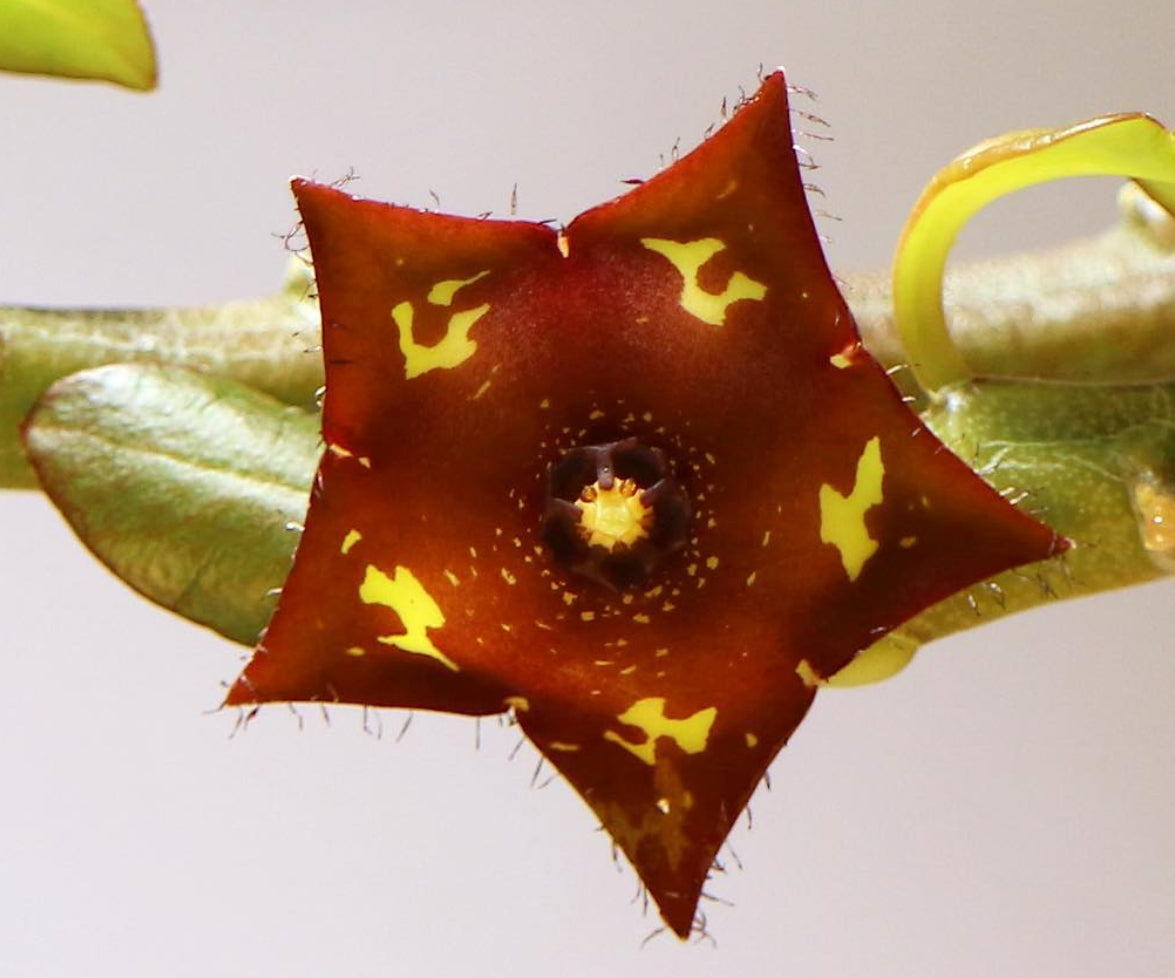 Frerea indica seeds