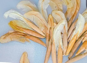 Gerrardanthus lobatus seeds