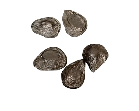 Hippeastrum idimae seeds