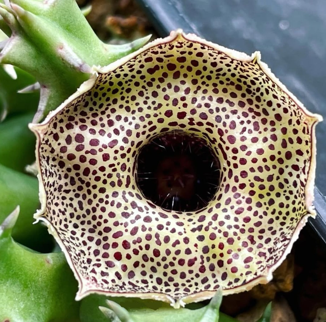 Huernia Erectiloba ( Black ) seeds