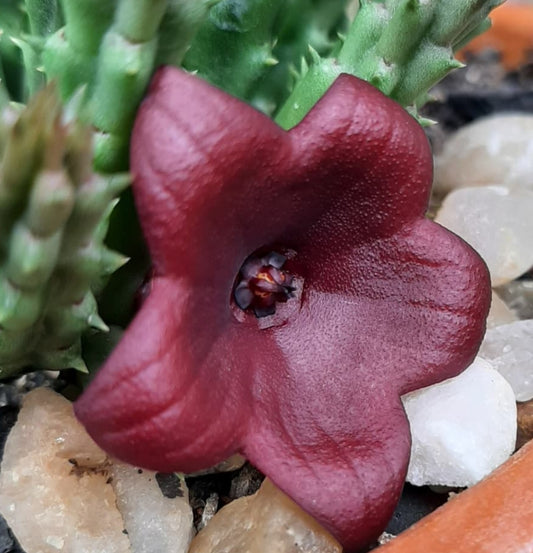 Huernia keniensis x Stapelia nudiflora seeds