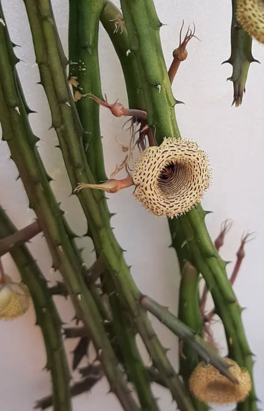 Huernia leachii seeds