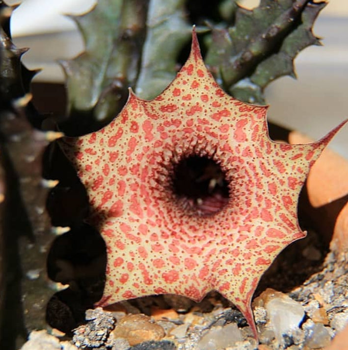 Huernia Robusta seeds