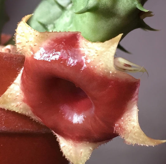 Huernia Somalica seeds