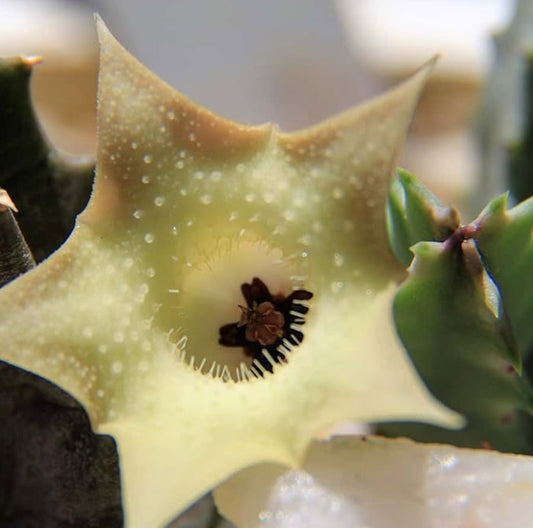Huernia Thuretti x Papilae seeds