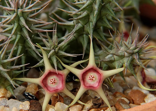 Huernia Verekeri seeds