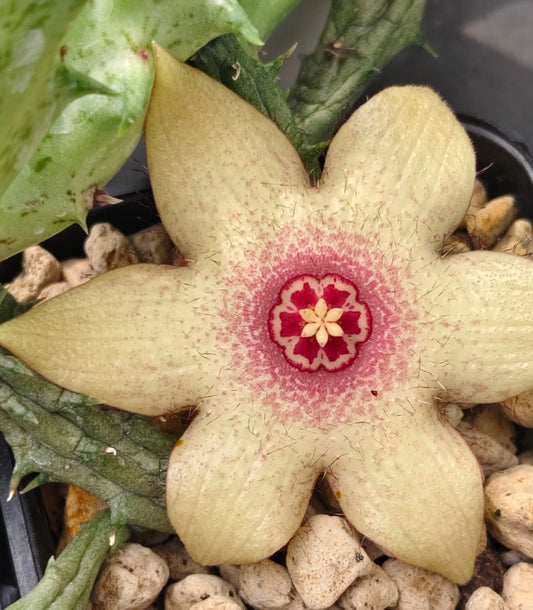 Huernia 'Blushing' hybrid seeds