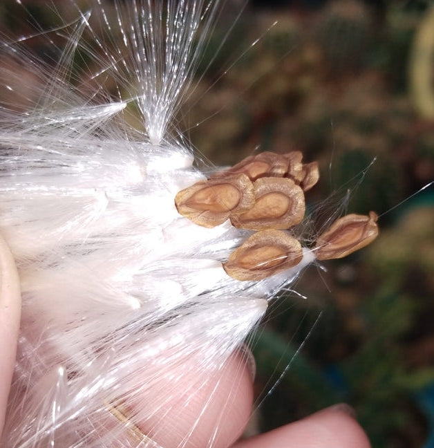 Huernia barbata ssp. barbata seeds