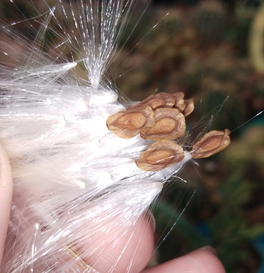 Echidnopsis archeri seeds