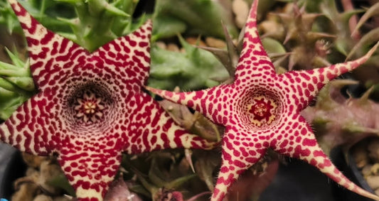 Huernia 'Shout out' hybrid seeds